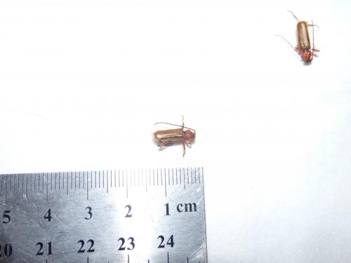 Phymatodes testaceus